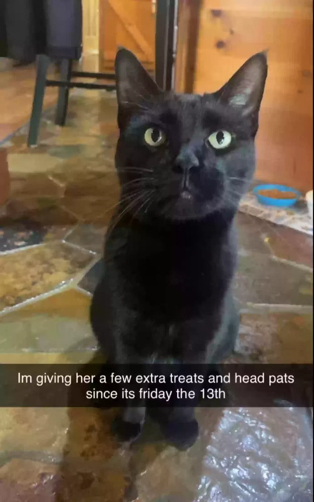 Lost cat in Semmes, AL, 36575