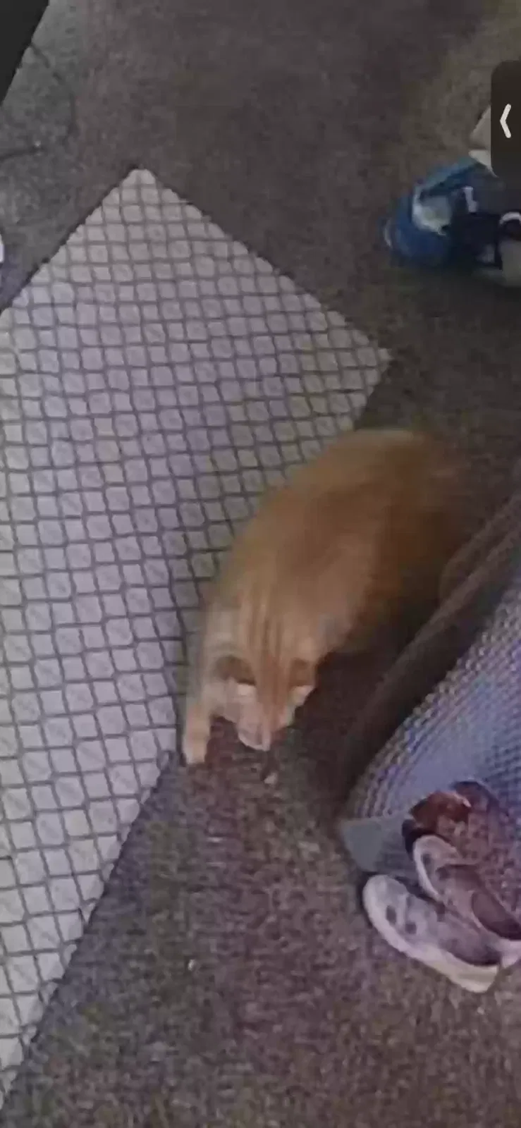 Lost cat in Lancaster, CA, 93534