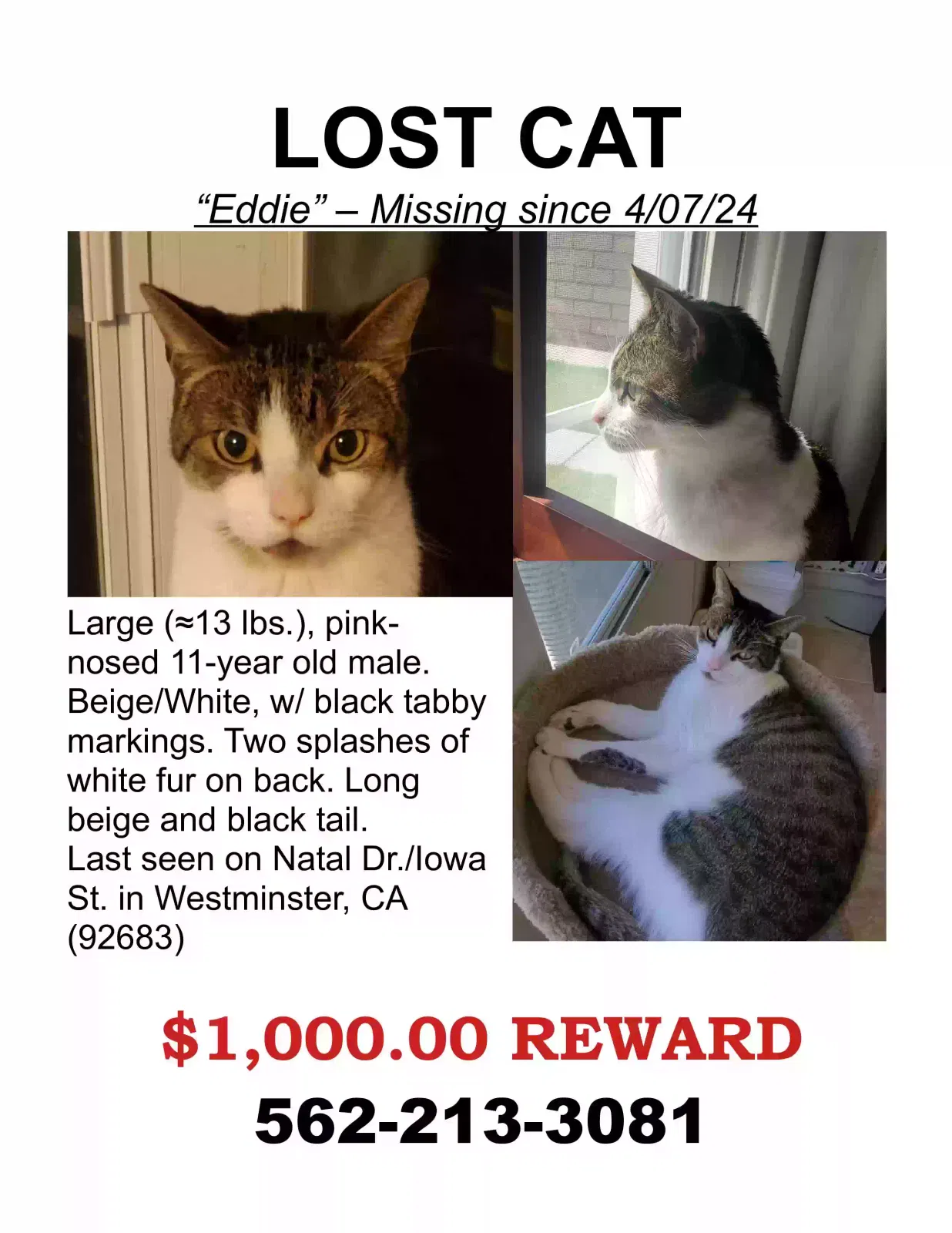 Lost cat in Westminster, CA, 92683