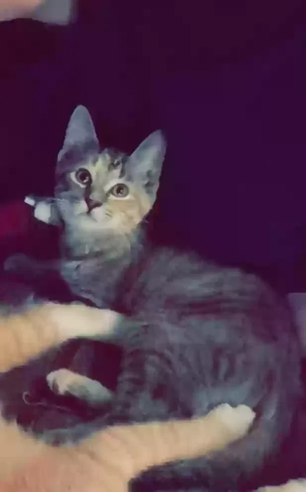 Lost cat in Wichita, KS, 67216