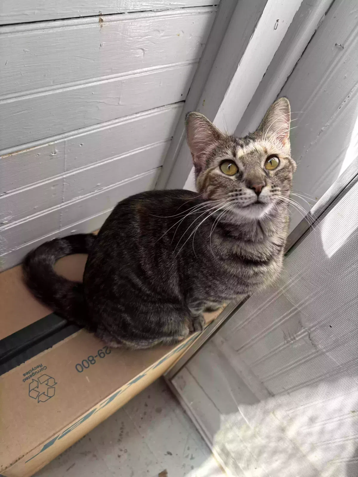 Lost cat in Topeka, KS, 66612