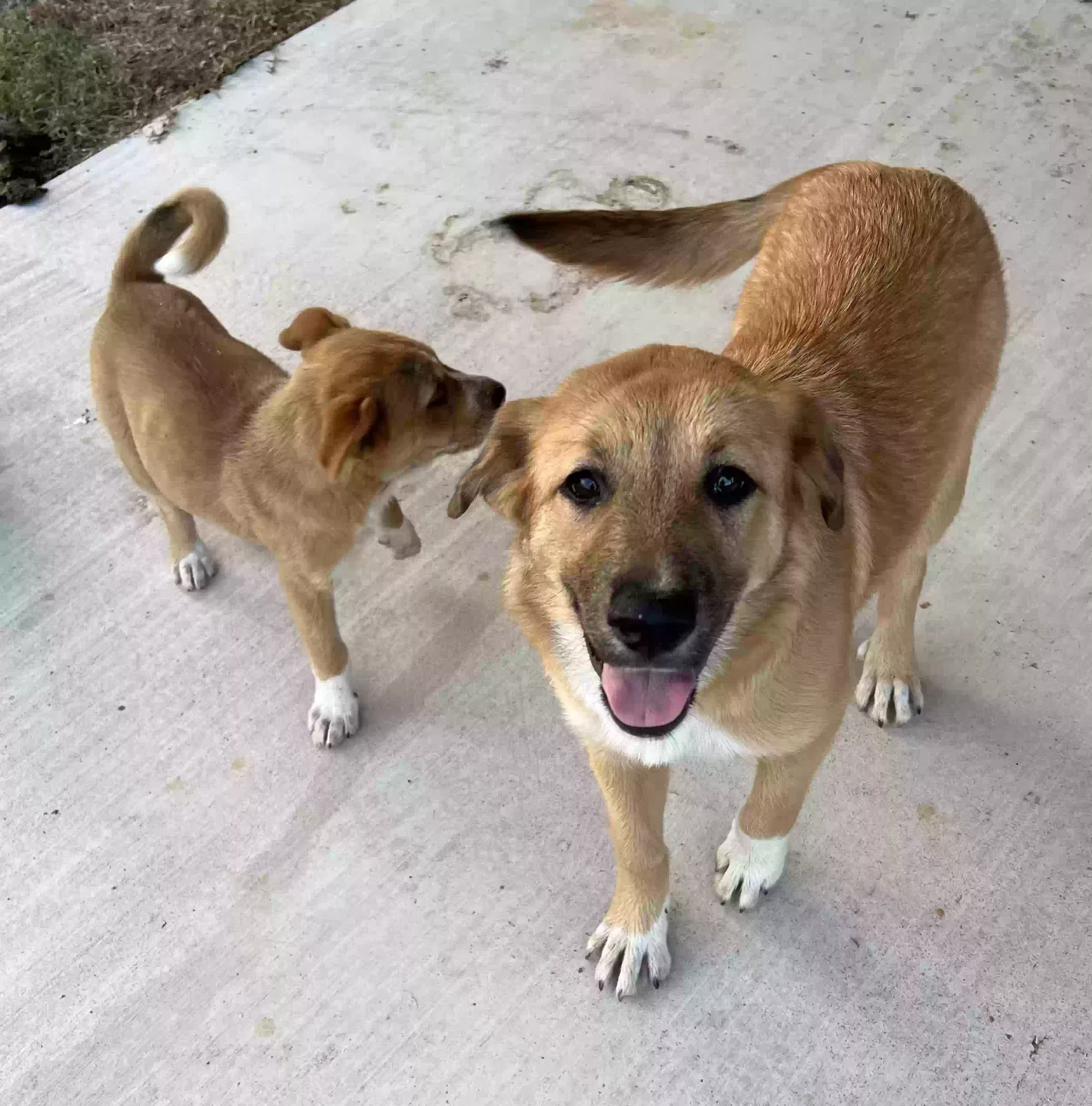 Found dog in Tahlequah, OK, 74464