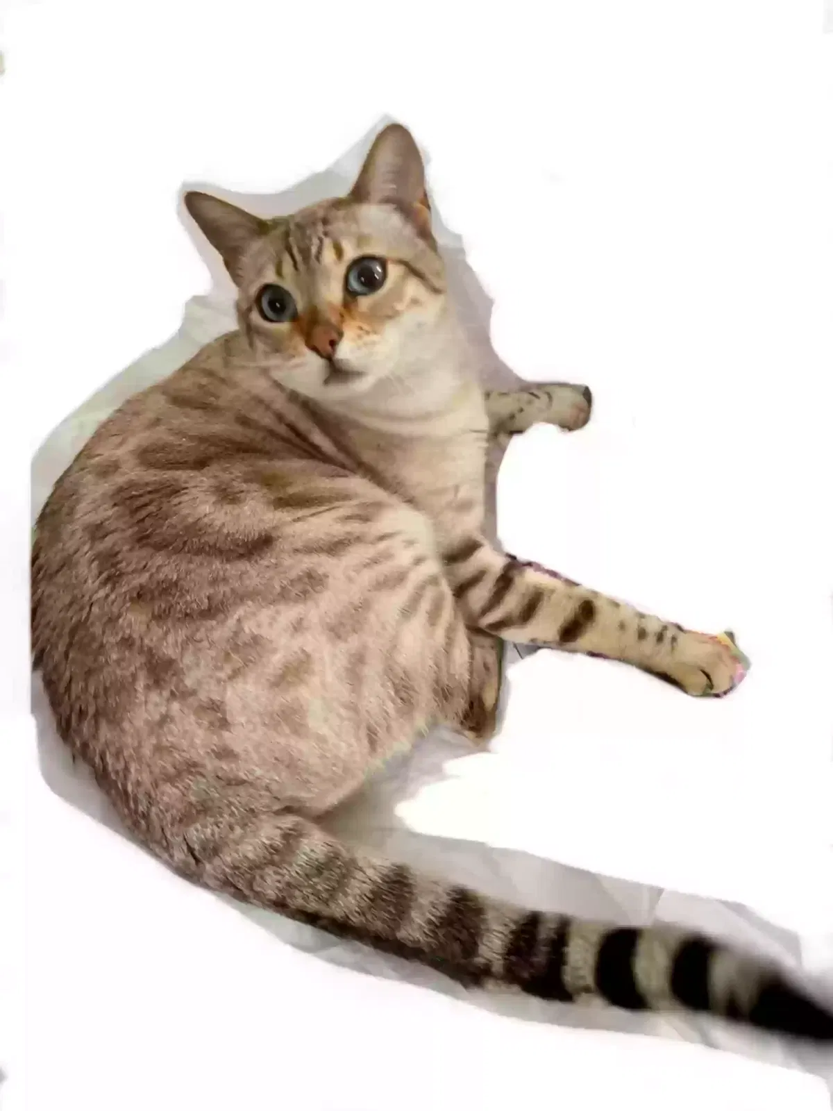 Lost cat in Windham, NH, 3087