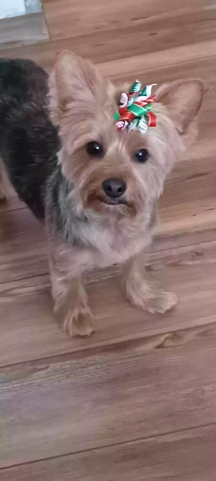 Lost dog in Monroeville, IN, 46773