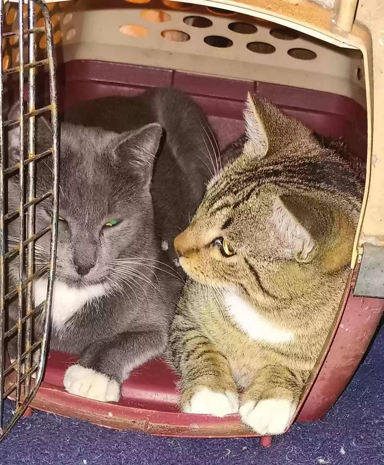 Lost cat in Willis, TX, 77378