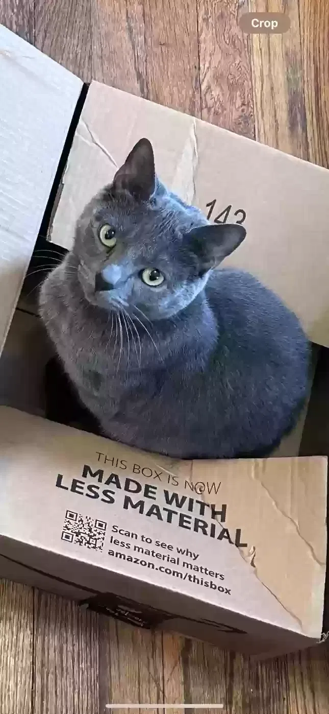 Lost cat in Akron, OH, 44305