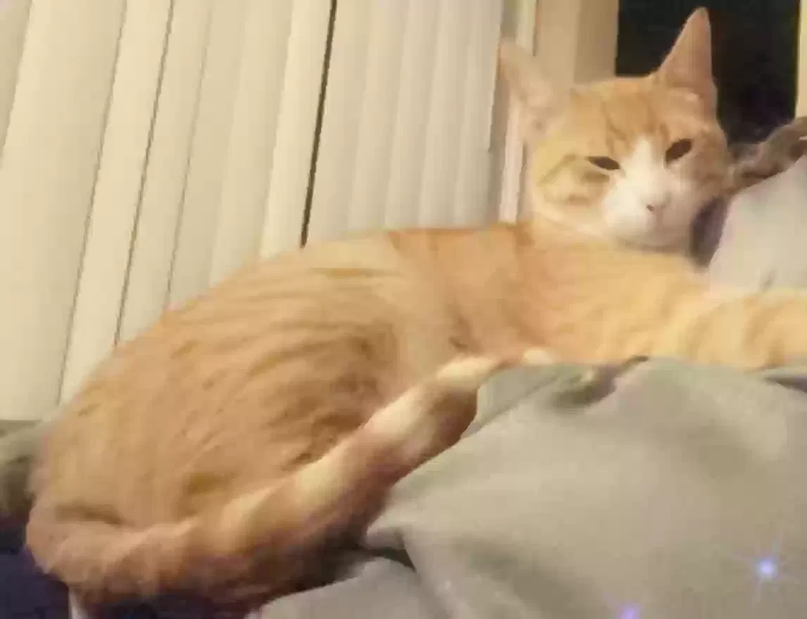 Lost cat in Hurst, TX, 76054
