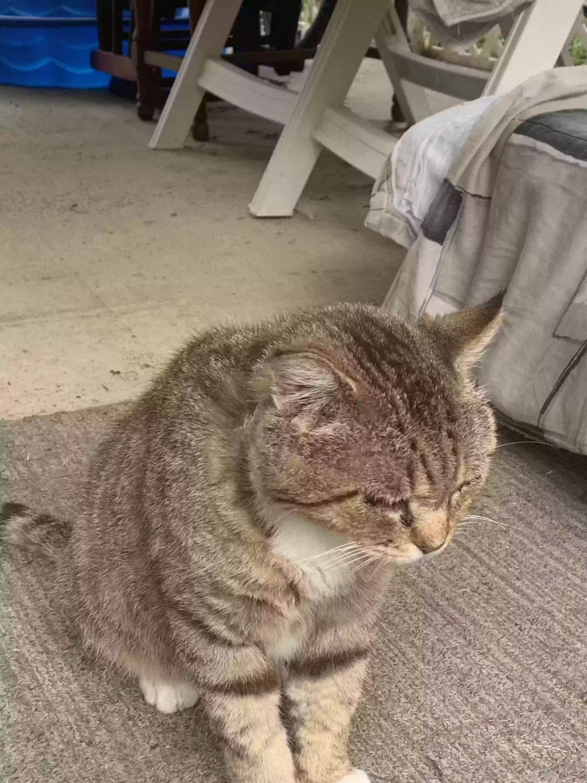 Lost cat in Estill Springs, TN, 37330