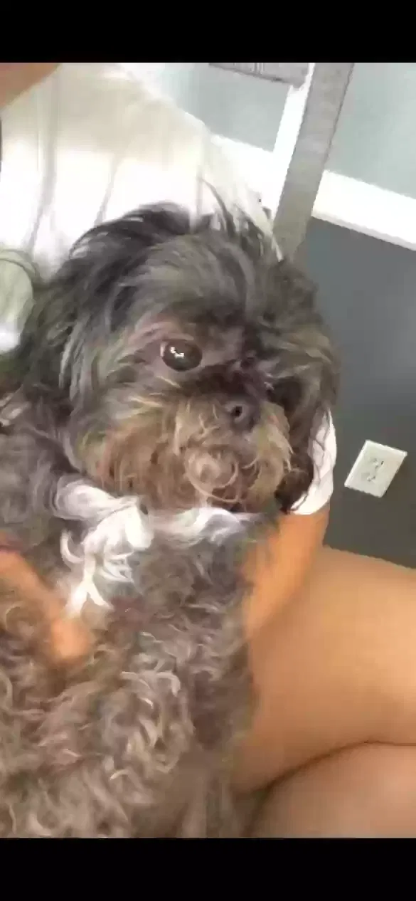 Lost dog in Rosharon, TX, 77583