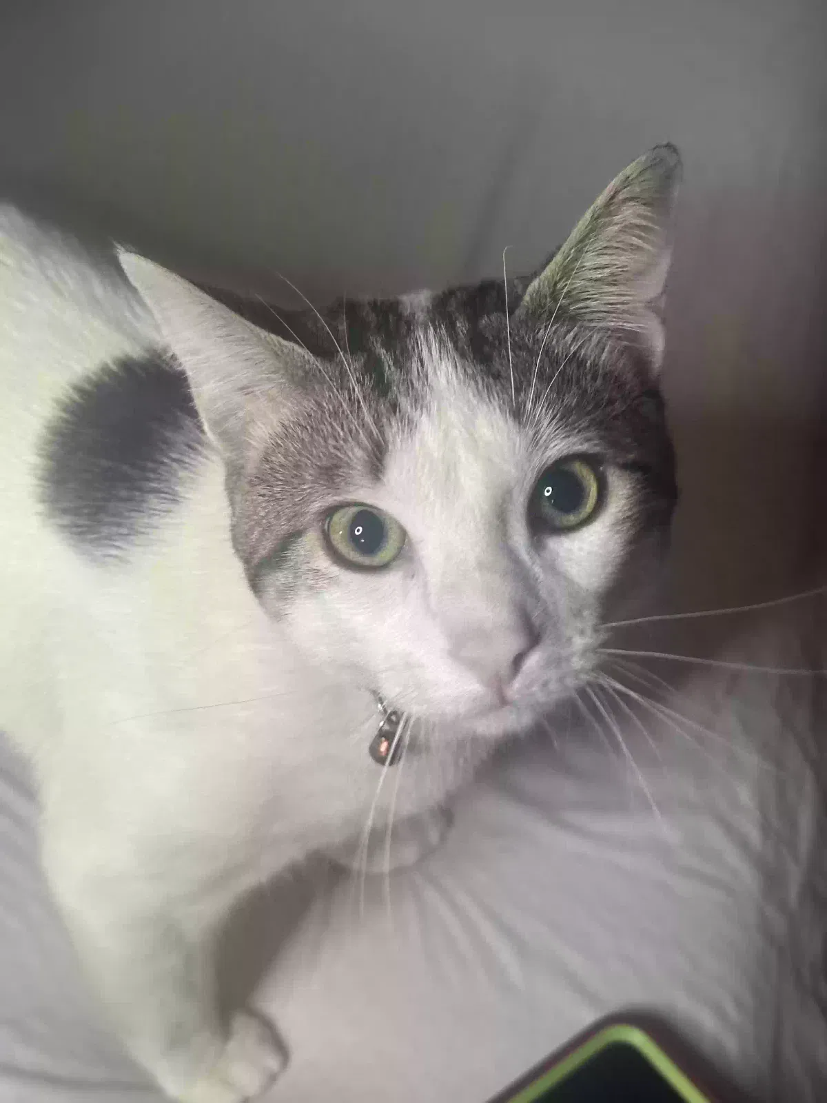 Lost cat in Mobile, AL, 36608