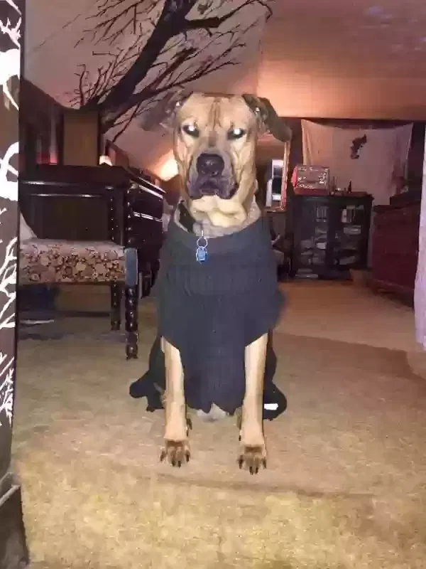 Lost dog in Huntington, WV, 25701