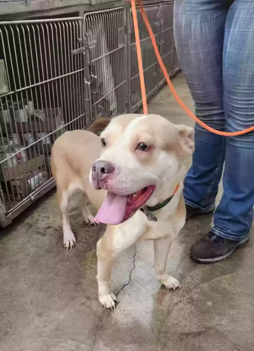 Found dog in London, OH, 43140
