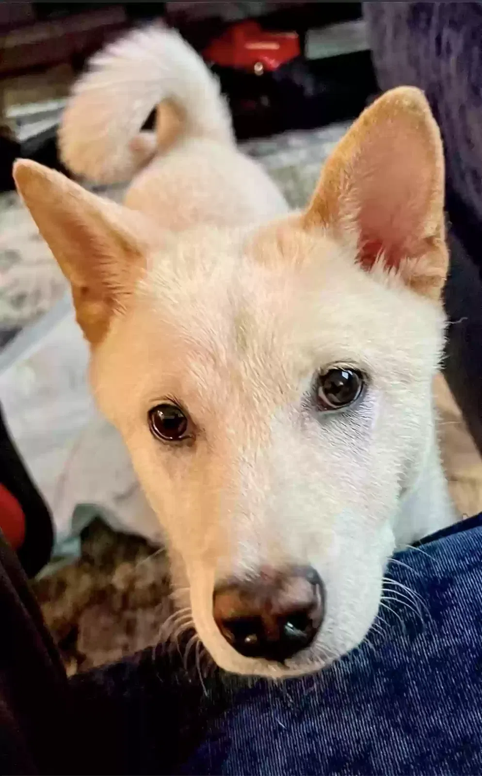 Lost dog in Bronx, NY, 10451