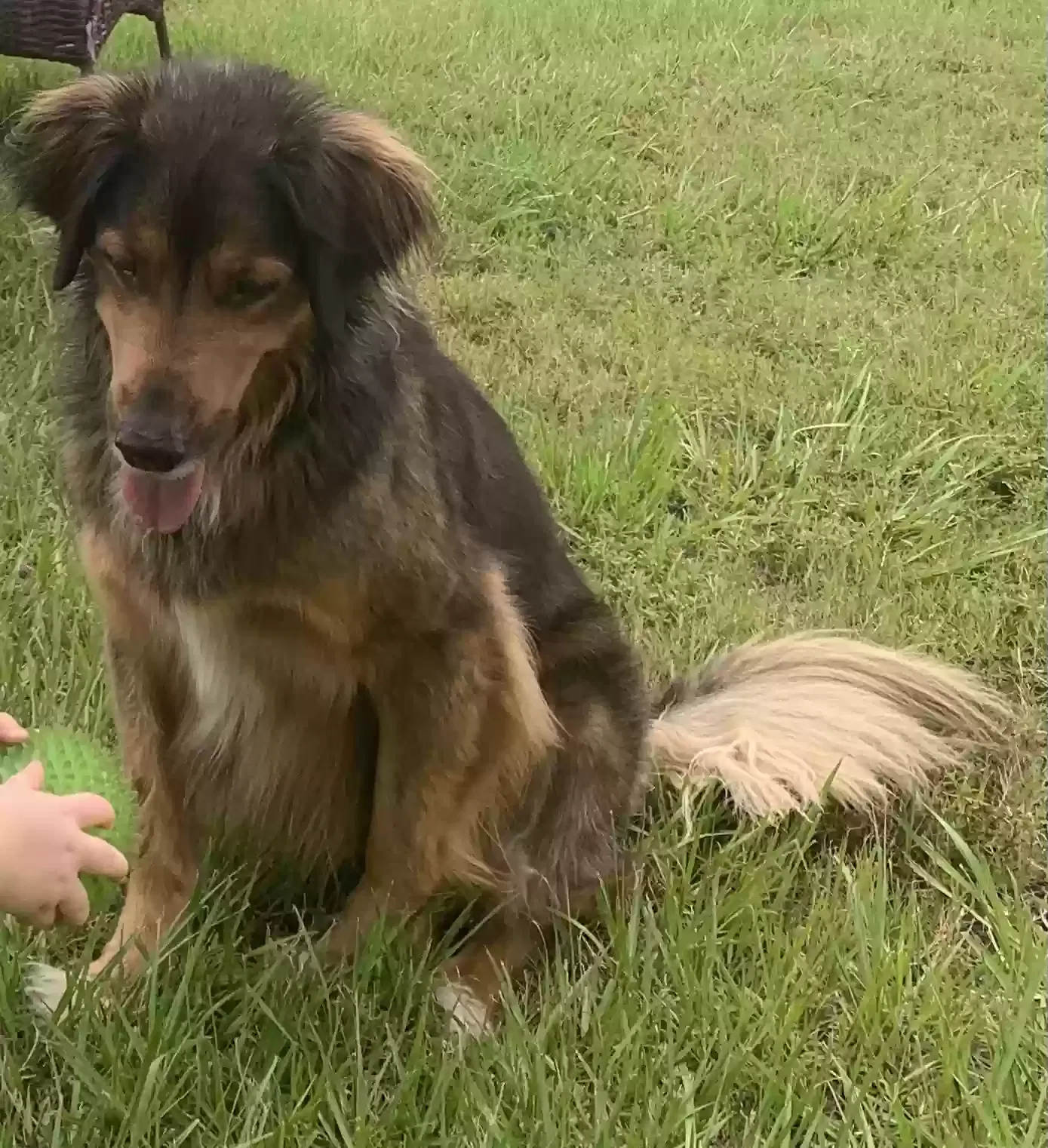 Lost dog in Monroe, NC, 28112