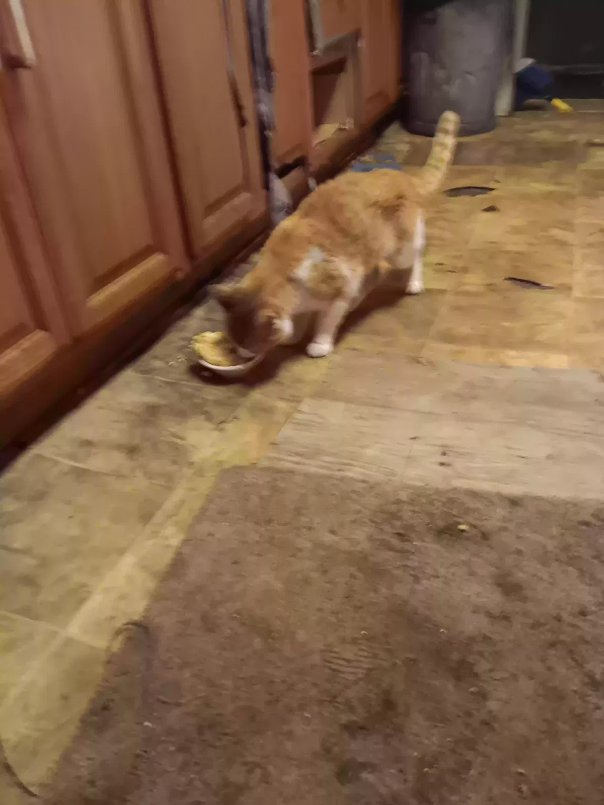 Found cat in Indianapolis, IN, 46226