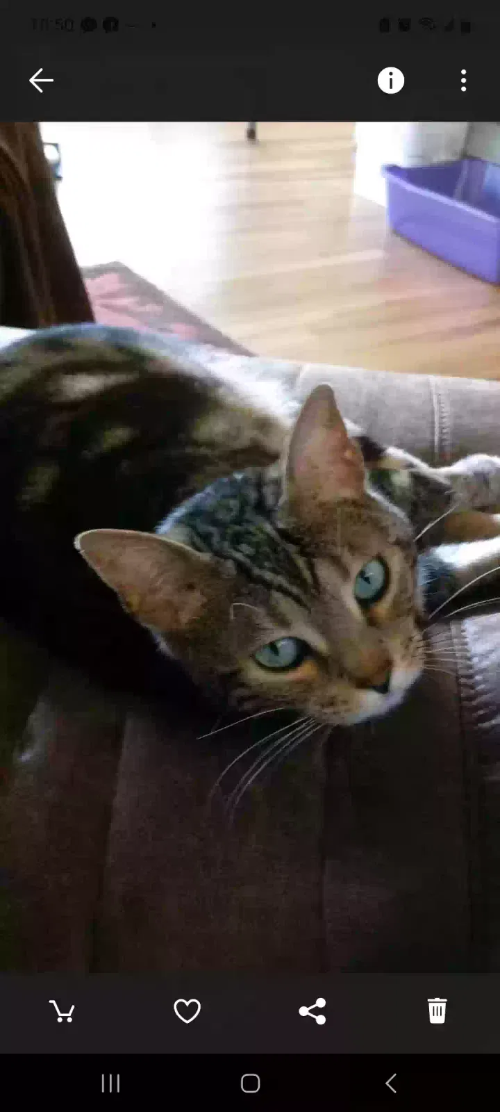 Lost cat in Tacoma, WA, 98466