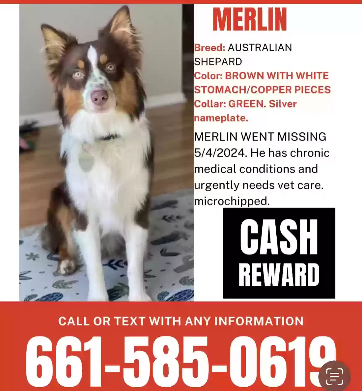 Lost dog in Inglewood, CA, 90301