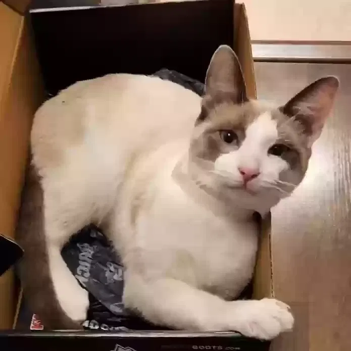 Lost cat in Baldwin Park, CA, 91706