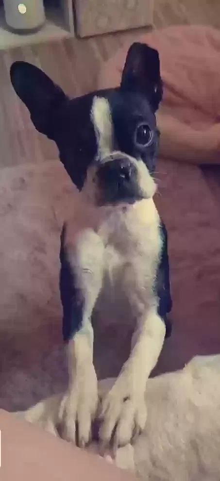Lost dog in Mesa, AZ, 85207