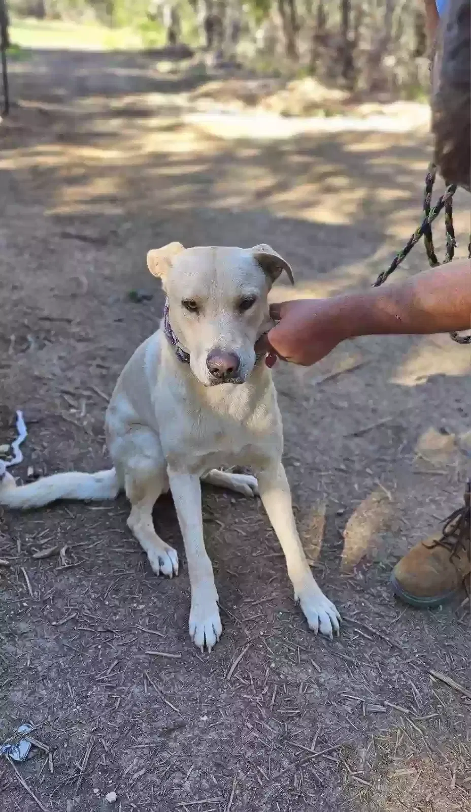Lost dog in San Antonio, TX, 78234