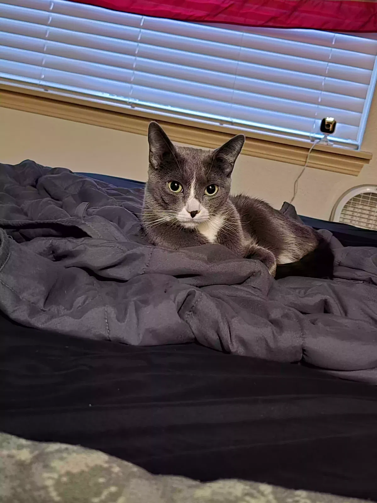 Lost cat in Puyallup, WA, 98372