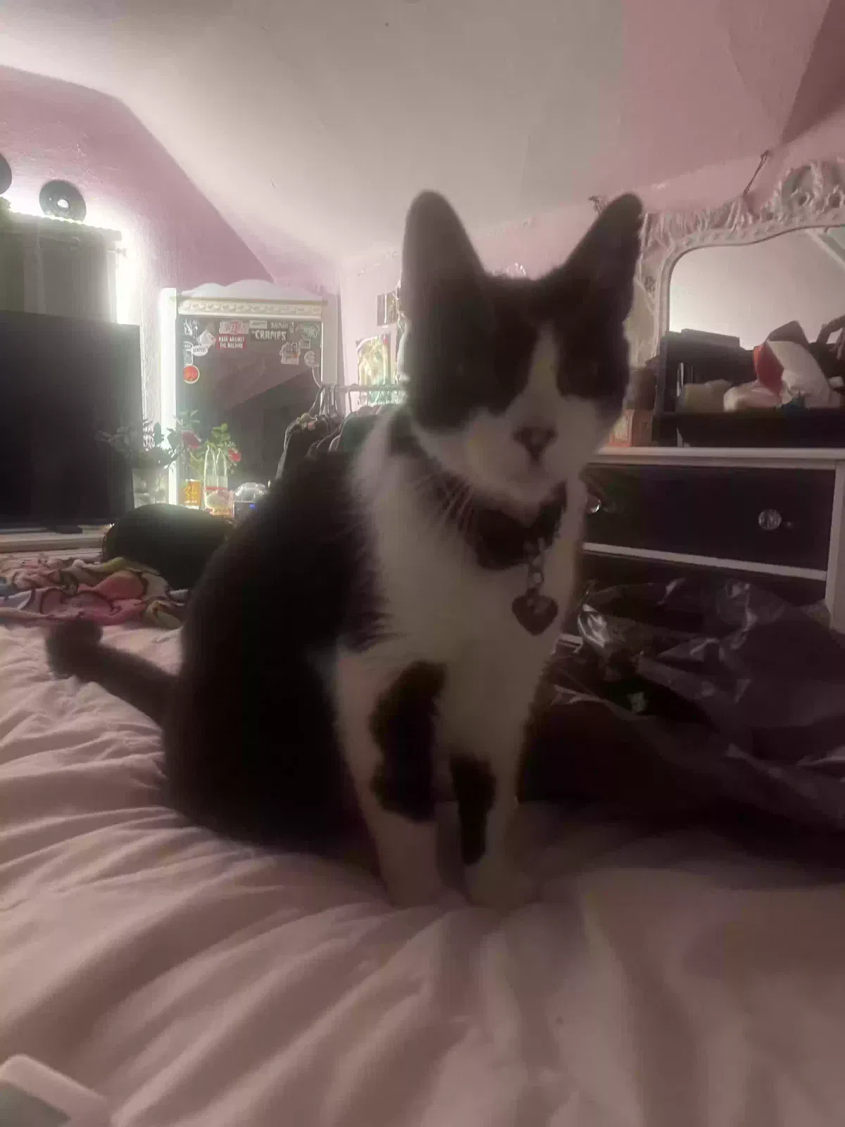 Lost cat in Los Angeles, CA, 90026