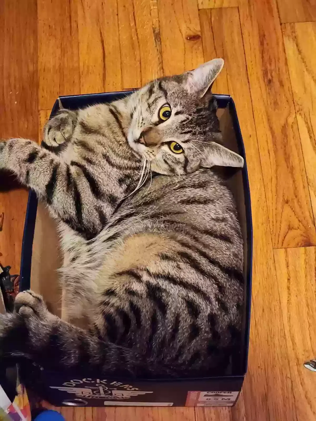 Lost cat in San Jose, CA, 95129
