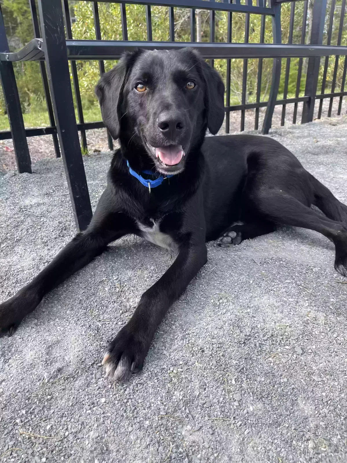Lost dog in Charlotte, NC, 28217