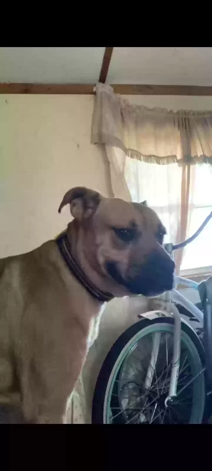 Lost dog in Wooster, OH, 44691