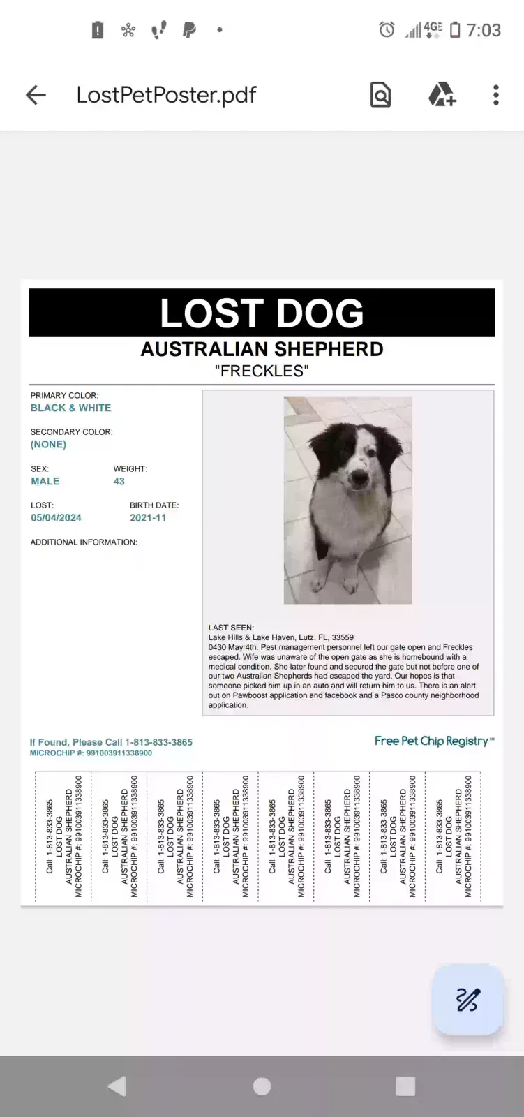 Lost dog in Lutz, FL, 33559