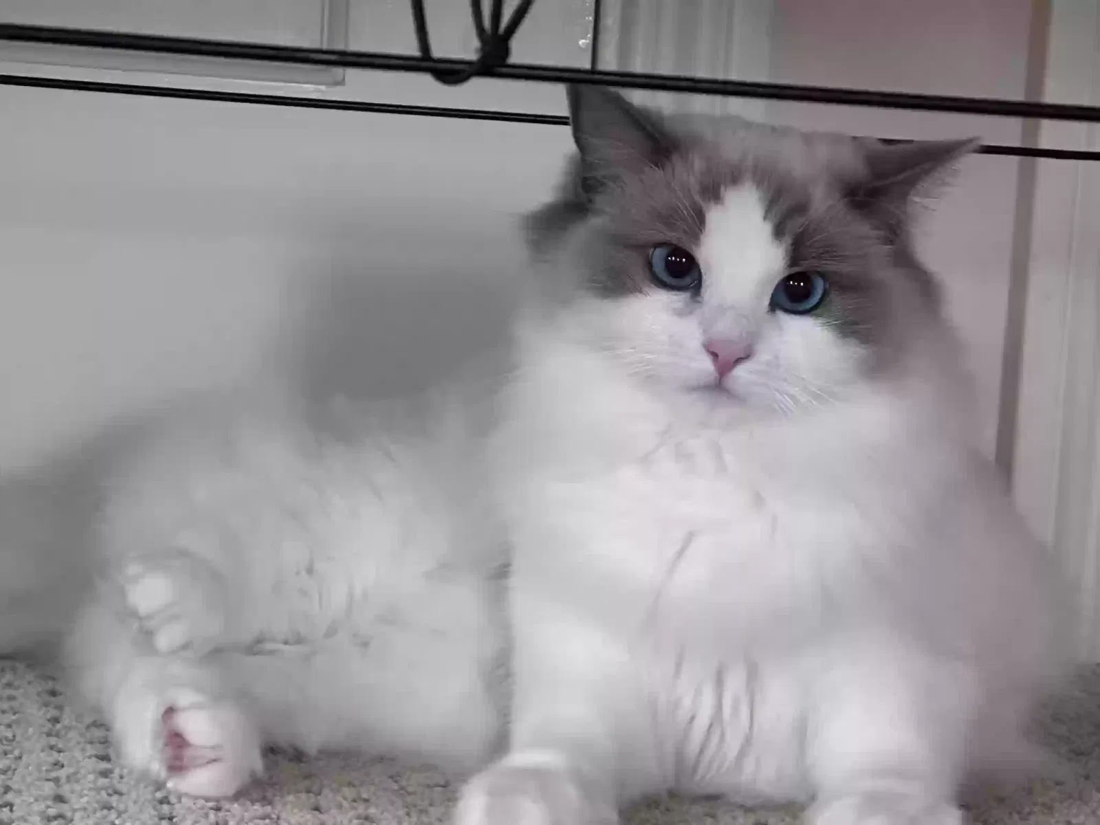 Lost cat in San Mateo, CA, 94403