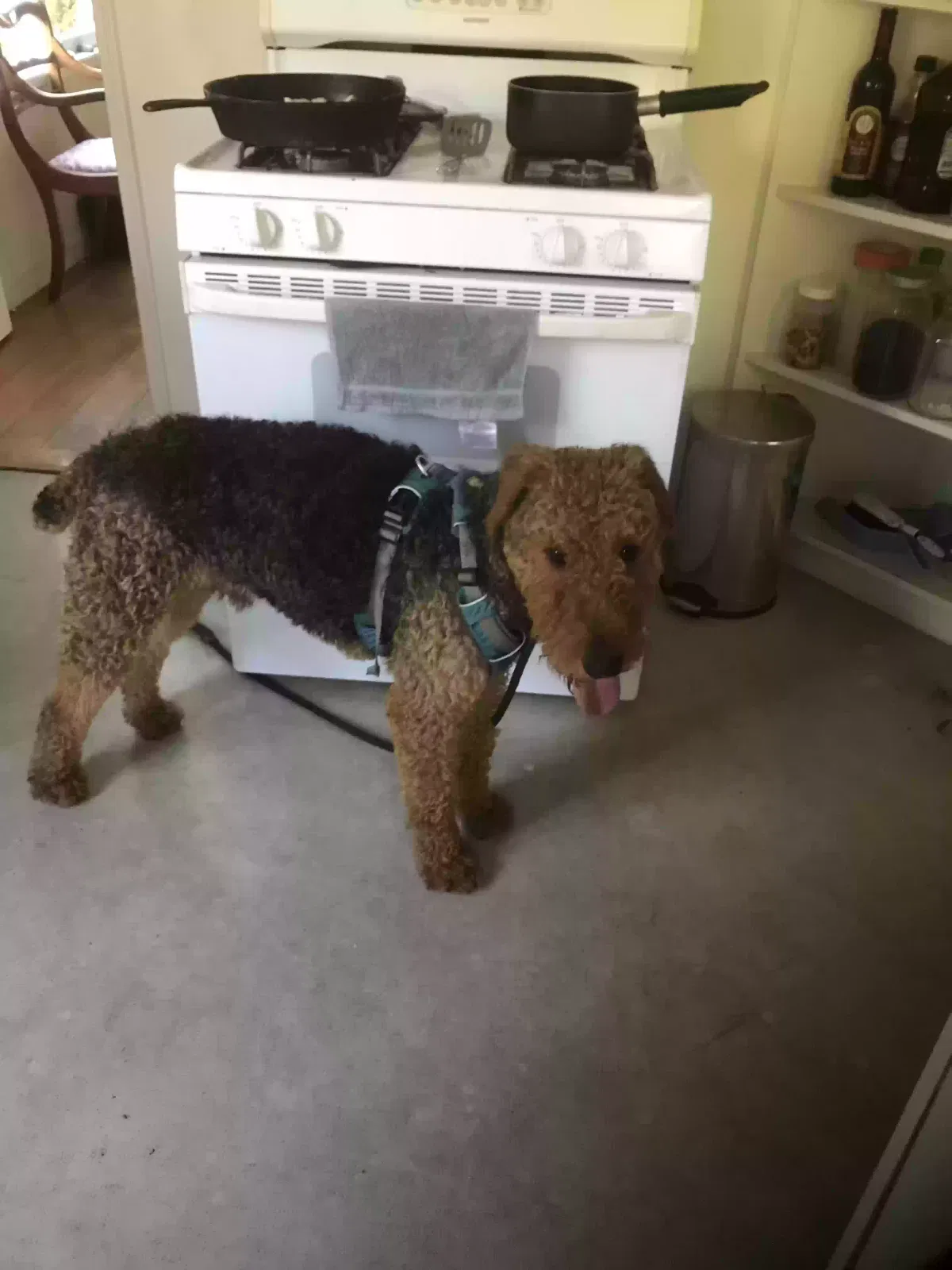 Lost dog in Berkeley, CA, 94708