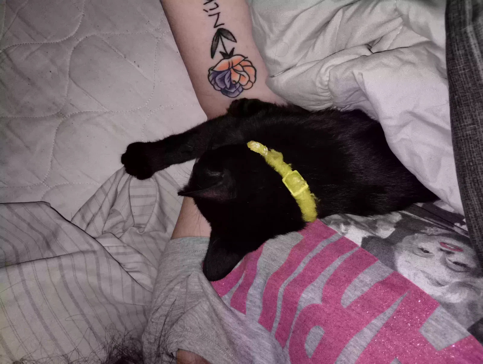 Lost cat in Battle Creek, MI, 49015