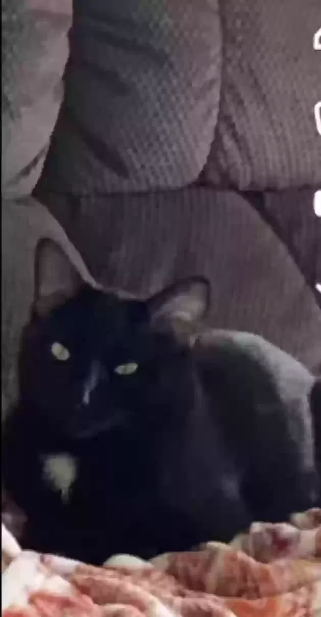 Lost cat in Olympia, WA, 98513