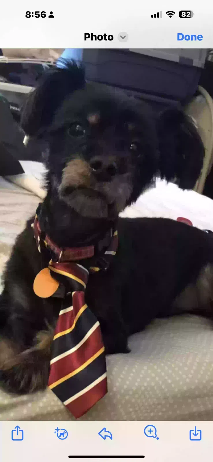 Lost dog in Bronx, NY, 10453