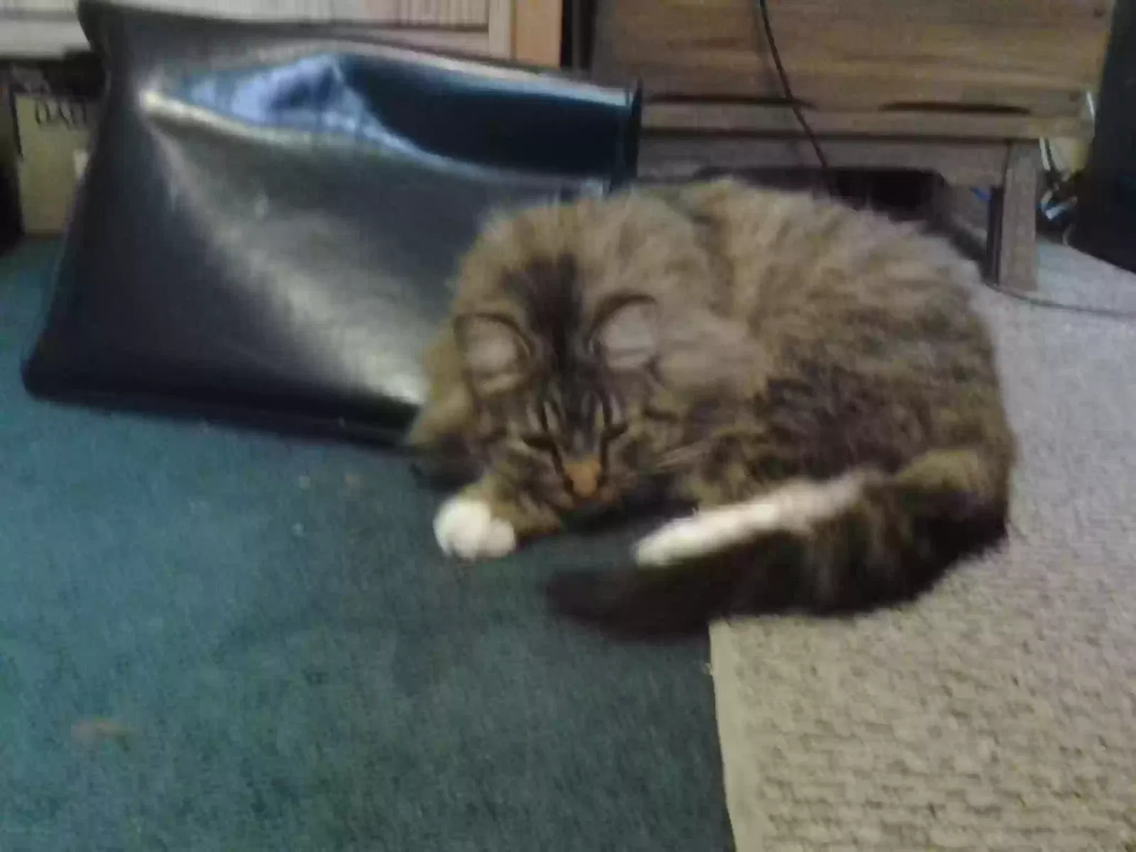 Lost cat in Corpus Christi, TX, 78418