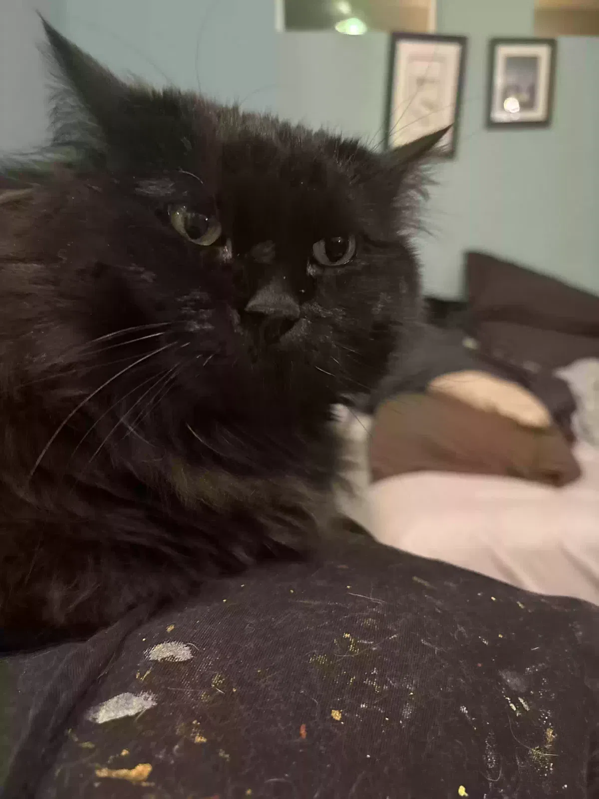 Lost cat in Las Vegas, NV, 89143