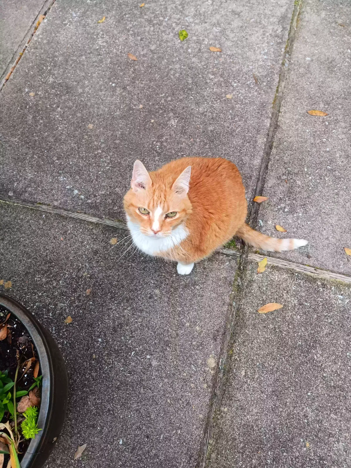 Lost cat in Myrtle Beach, SC, 29572