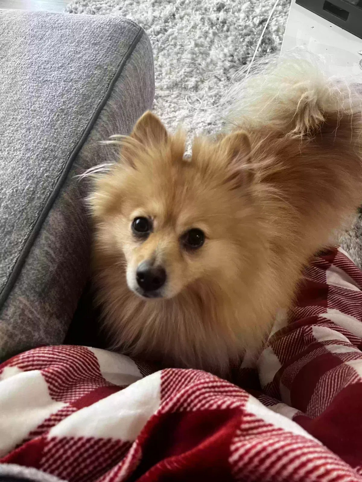 Lost dog in Detroit, MI, 48214