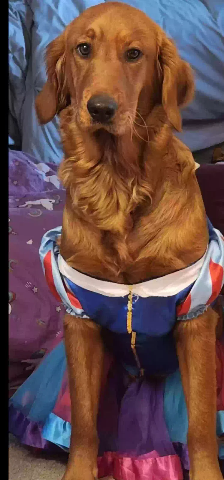 Lost dog in Mabank, TX, 75156