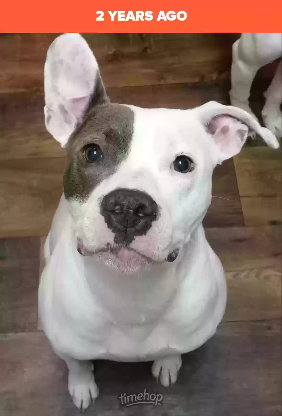 Lost dog in Tulsa, OK, 74132