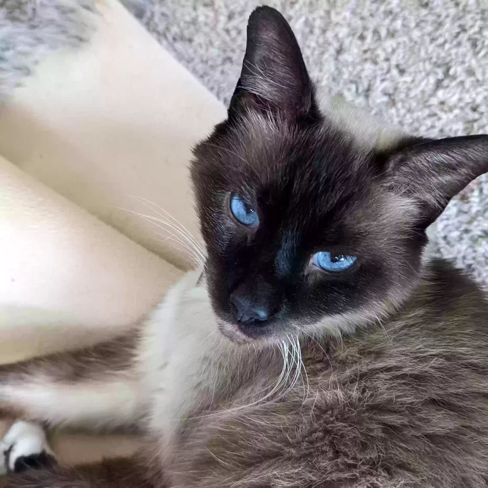 Lost cat in Clemmons, NC, 27012