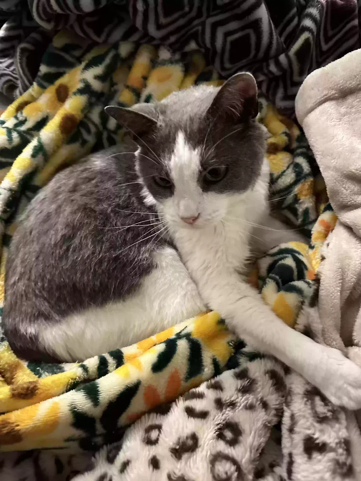 Lost cat in Fullerton, CA, 92833