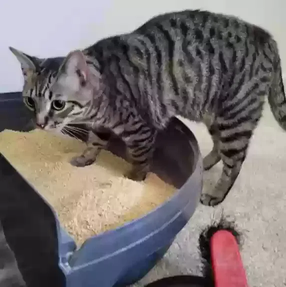 Lost cat in Lake City, TN, 37769