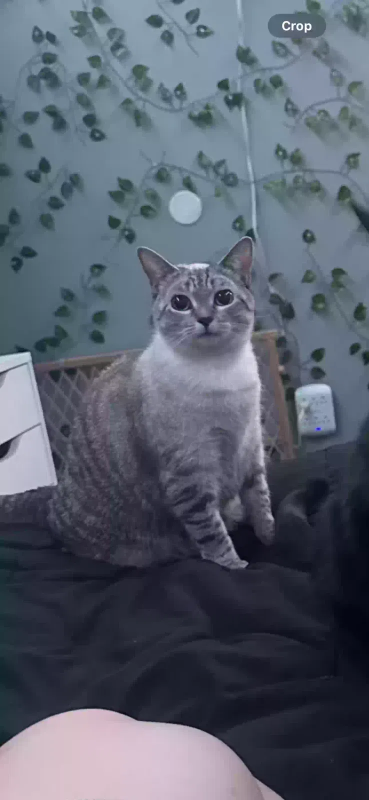 Lost cat in Charlotte, NC, 28262