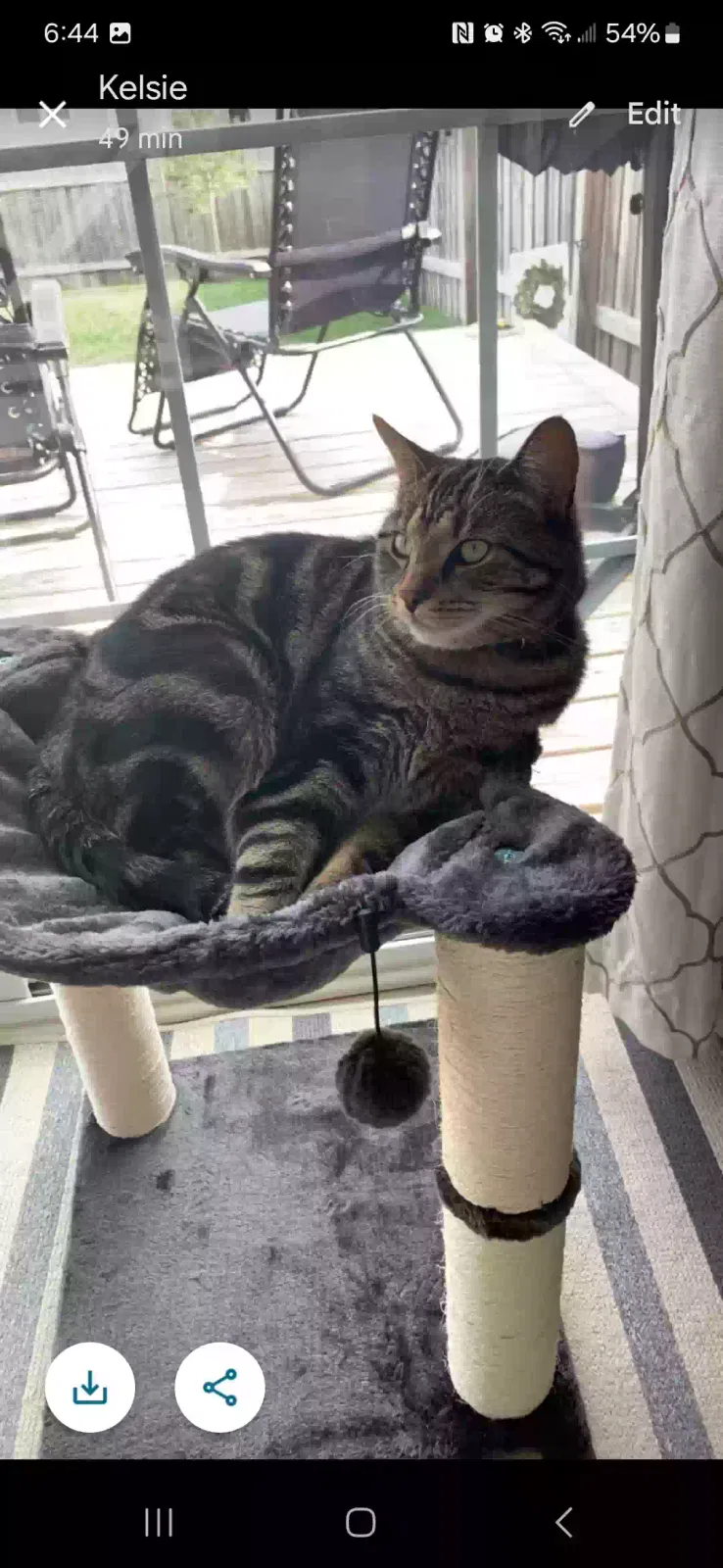 Lost cat in Whitestown, IN, 46075