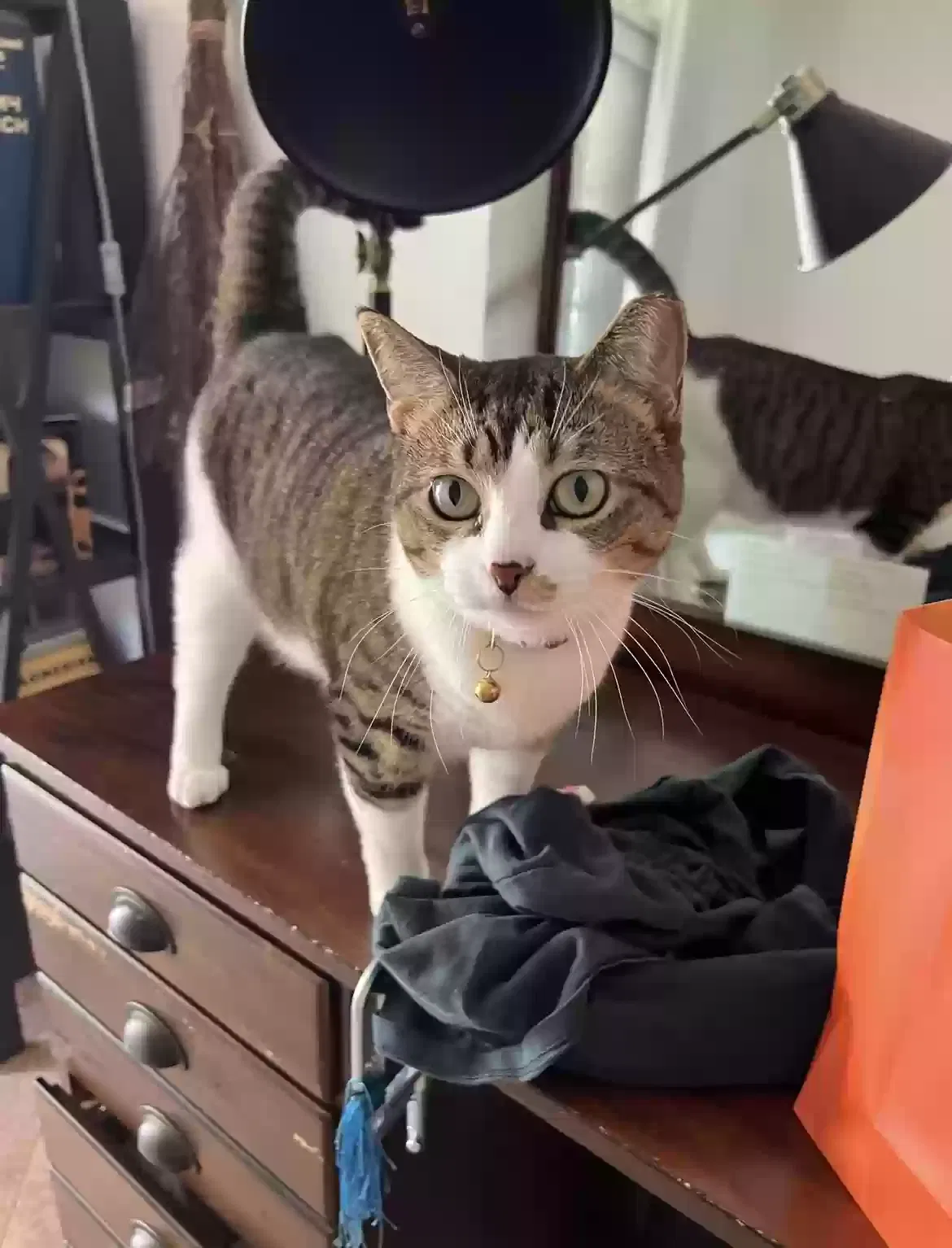 Lost cat in Miami, FL, 33146