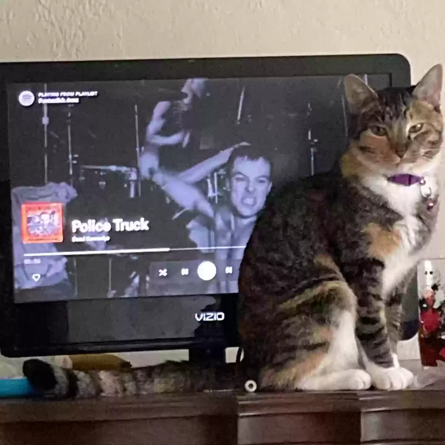 Lost cat in Saint Paul, MN, 55107