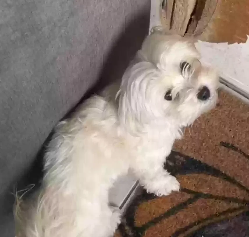 Lost dog in Long Beach, CA, 90805