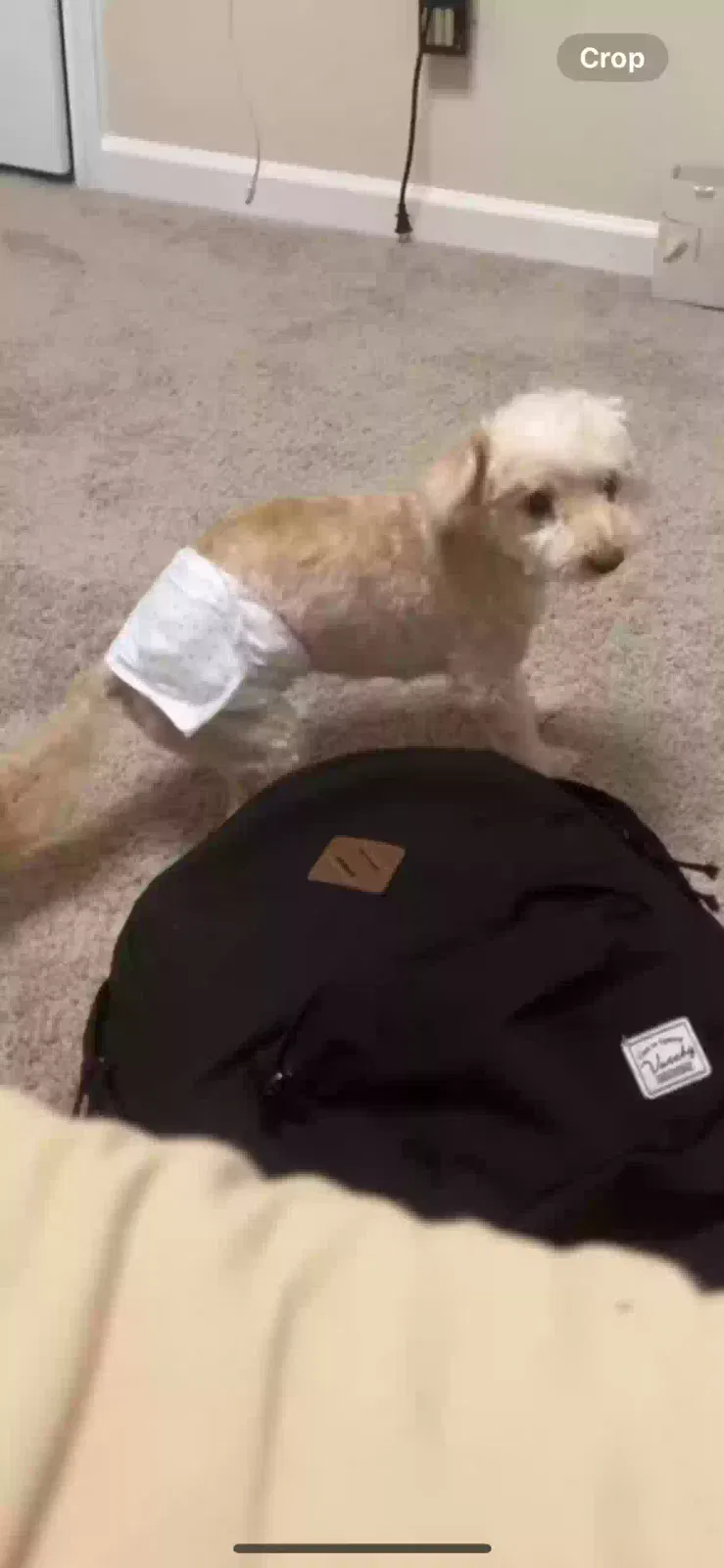 Lost dog in Suwanee, GA, 30024
